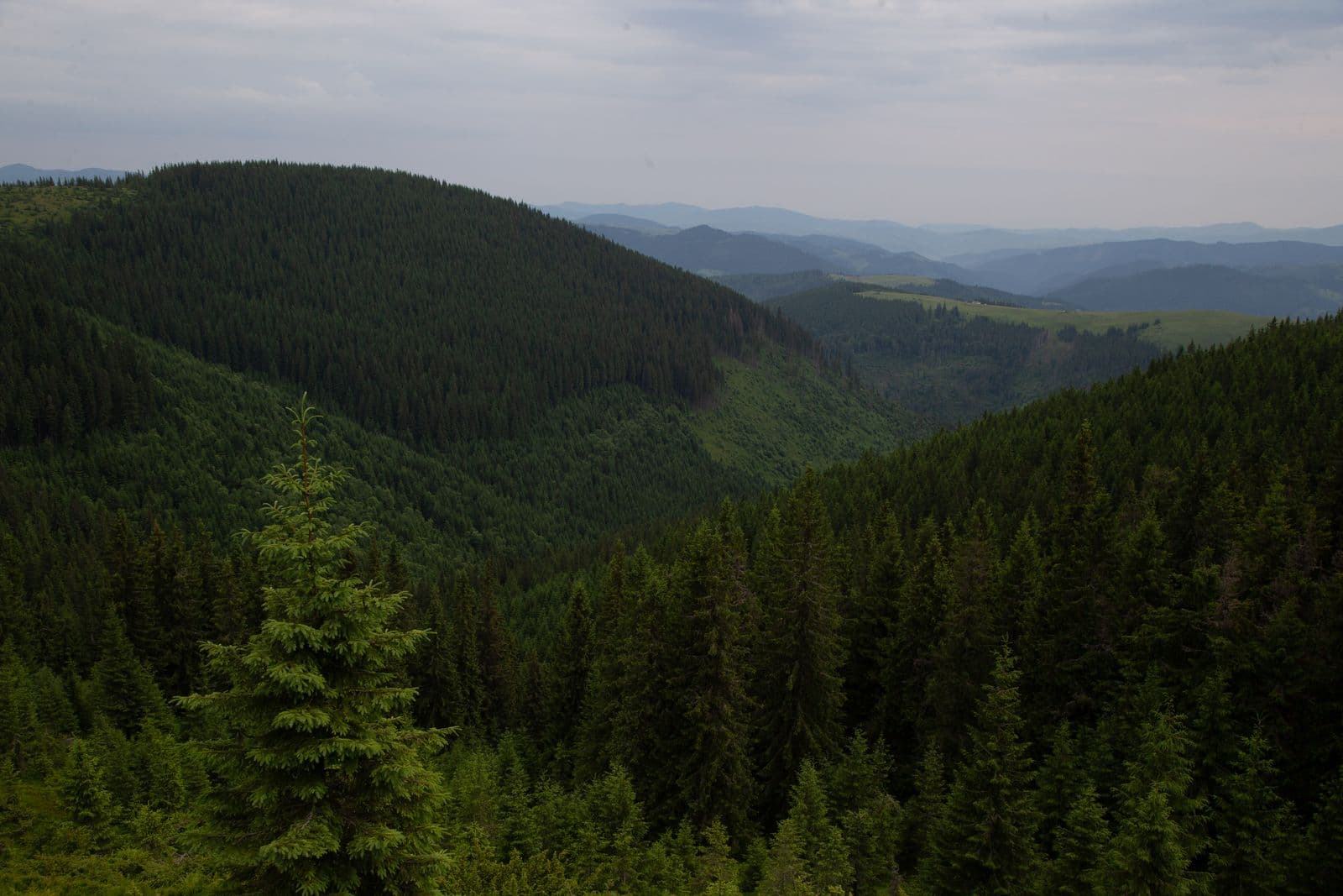 IJFA Curanilahue